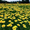 The state flower; The Mountain Sun Daisy