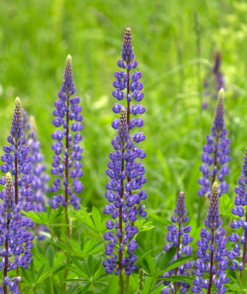 File:Lupine.png