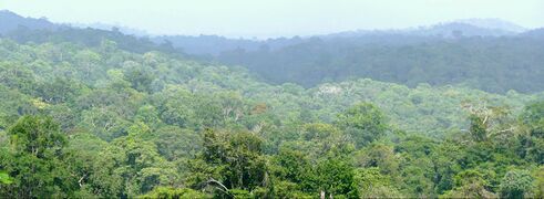 Rainforest in southern Dorges
