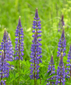 The provincial flower, the Southern Lupine (Lupinus australis)